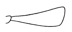 Eugryllina veraguae Hebard, 1928: Pl. 17, Fig. 3. female, apex palpal joint, lateral view. (Otu).