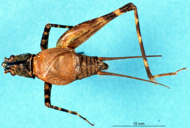 CollectionObject 1537576; 01e17a2b-3b6a-4dba-8f54-ecad3b91c9e4: male, dorsal view (holotype). (CollectionObject).