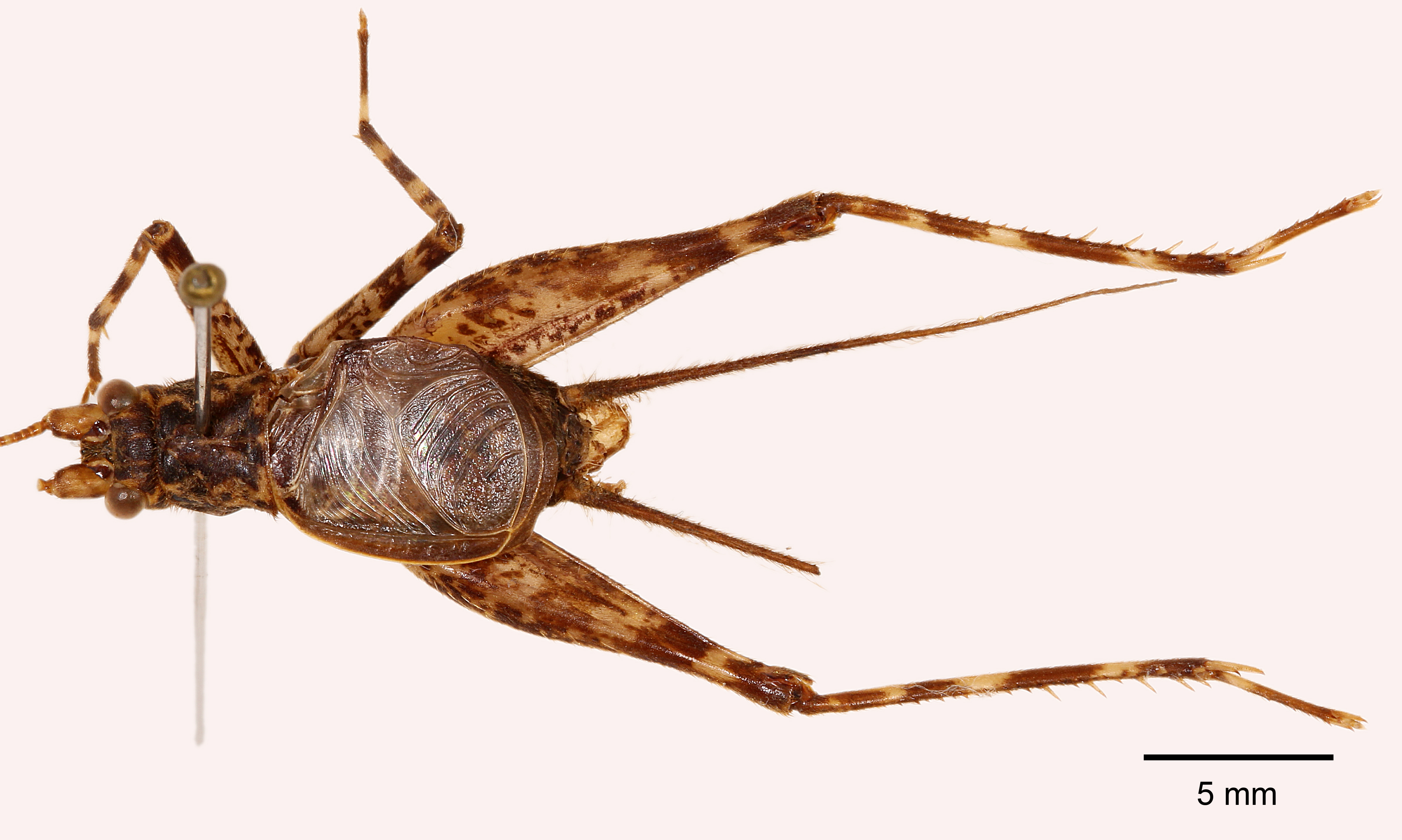 CollectionObject 1523767; 715ae19f-e102-49a9-8cb9-fbb546e9bd4f: male, dorsal view (holotype). (CollectionObject).