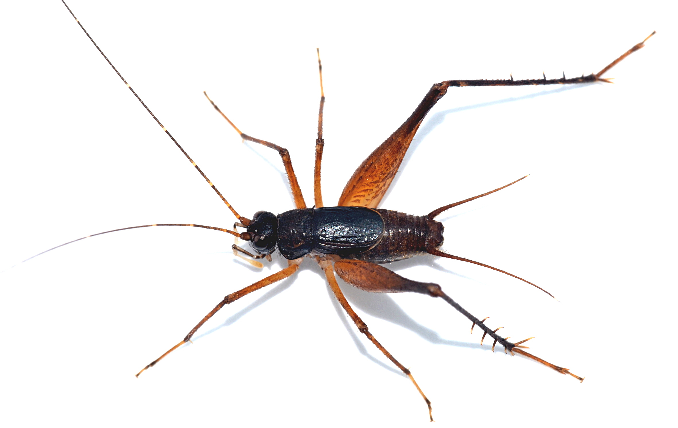 Orthoptera Species File - Aracamby de Mello, 1992