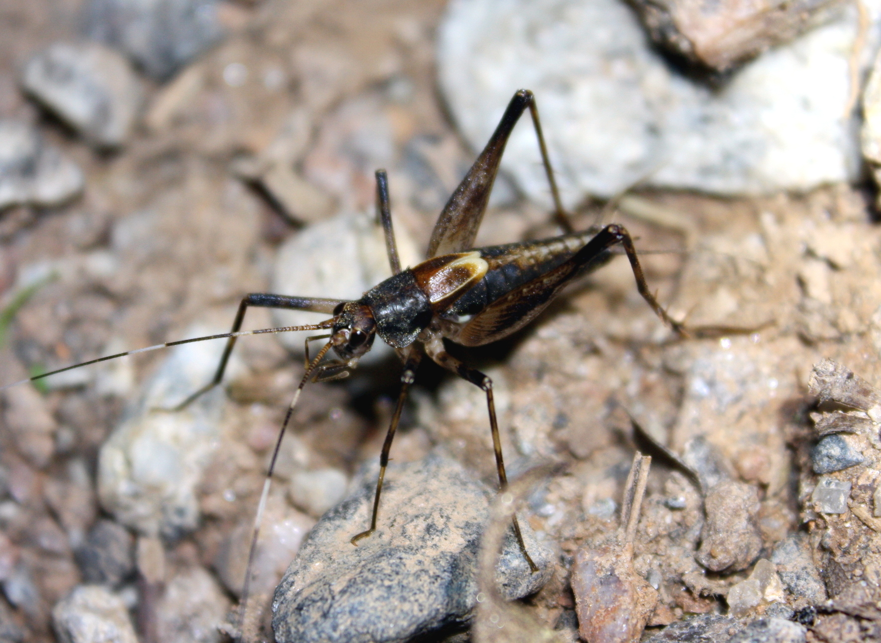 CollectionObject 1542877; 8edea339-eec7-4978-8bfa-544bb242c7ab: adult male (Reserva Biológica da Serra do Japi (Serra do Japi Biological Reserve), Brazil). (CollectionObject).;CollectionObject 1542878; 961c9341-fc3e-41fa-bb78-436fa456a7d2: adult male (Reserva Biológica da Serra do Japi (Serra do Japi Biological Reserve), Brazil). (CollectionObject).