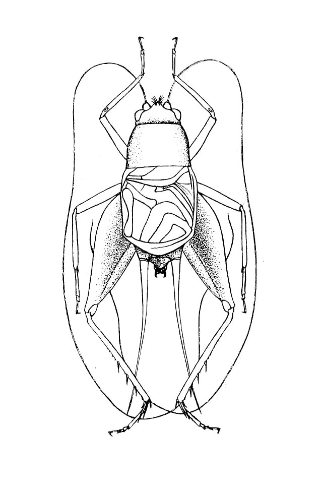 Lernecella trinitatis Hebard, 1928: Plate I, Fig. 1. Male. Whole insect, dorsal view. (Otu).