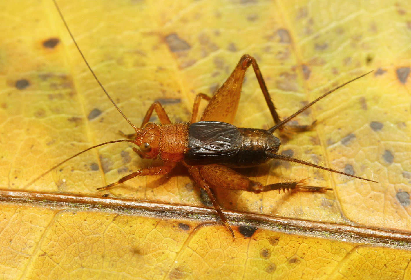 Lernecopsis beto de Mello, 1995: male (from type locality). (Otu).
