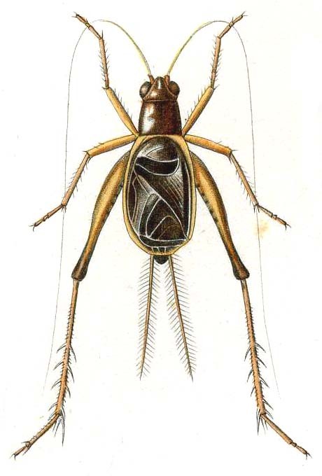 Prosthacusta circumcincta (Scudder, 1869): Pl. VII, Fig. 18. male, dorsal view (Prosthacusta mexicana). (Otu).