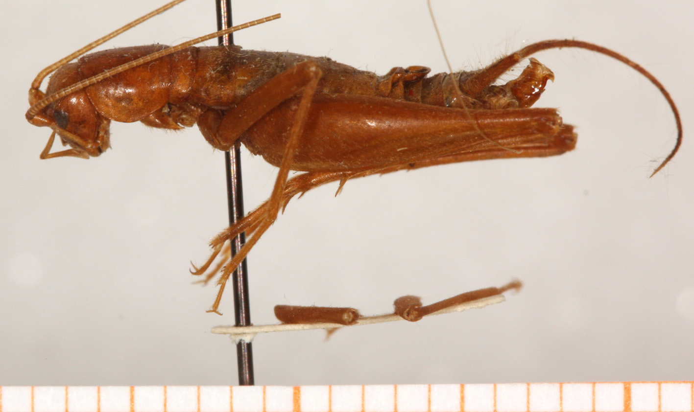 CollectionObject 1499575; ce9d41d9-9a05-4309-9fd0-eecc208abddc: male, lateral view (paratype). (CollectionObject).