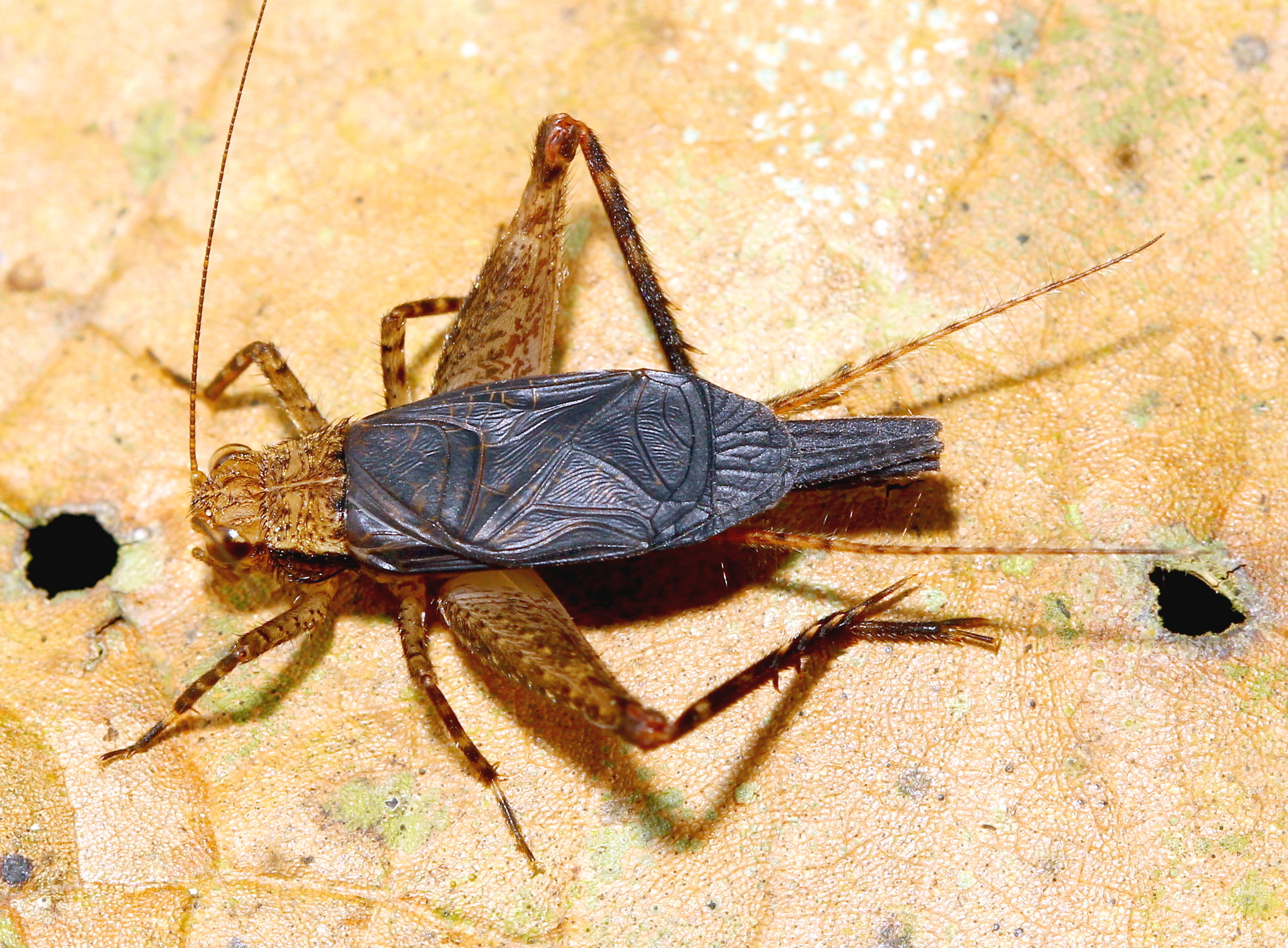 CollectionObject 1580095; a6113118-48fe-4e6e-a886-d5ec69b50d22: Lerneca sp. - male (Parque Nacional Monte Pascoal (Monte Pascoal National Park), Brazil). (CollectionObject).