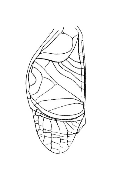 Lerneca funebris Hebard, 1928: Plate I, Fig. 2. male, right tegmen. (Otu).