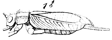 Lerneca fuscipennis (Saussure, 1874): Pl. 15, Fig. 35(1). male, lateral view. (Otu).