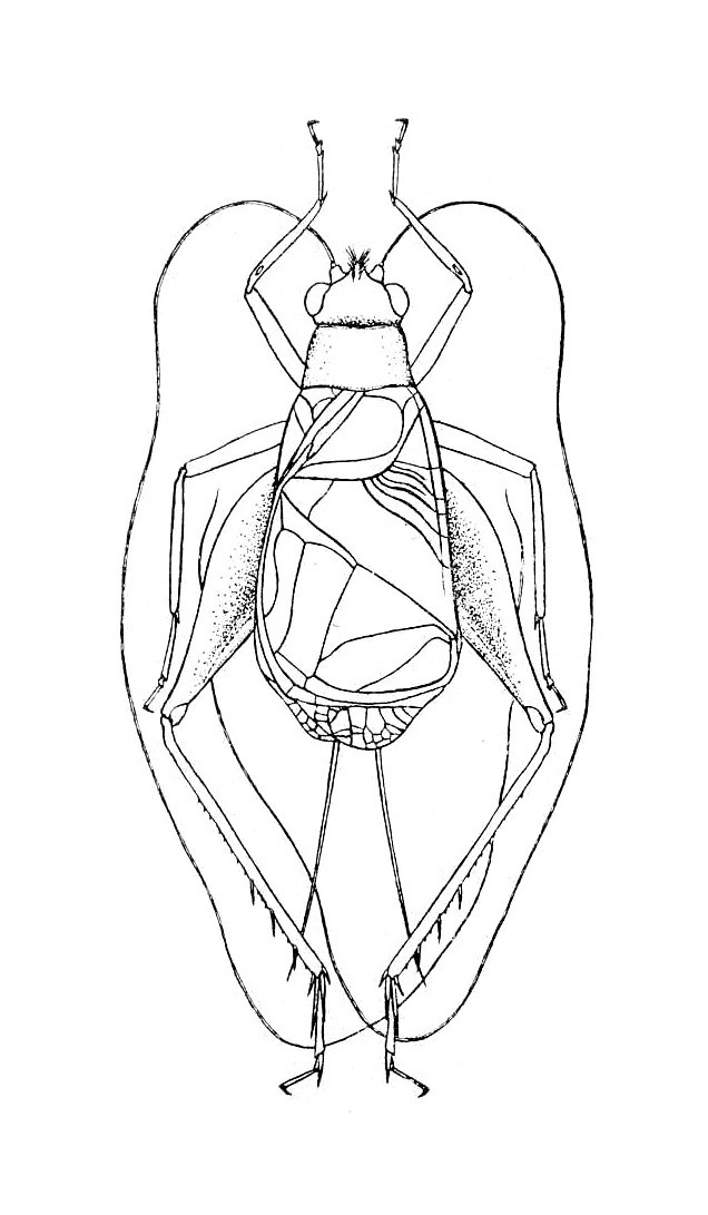 Lerneca varipes Walker, 1869: Plate I, Fig. 4. male, dorsal view. (Otu).