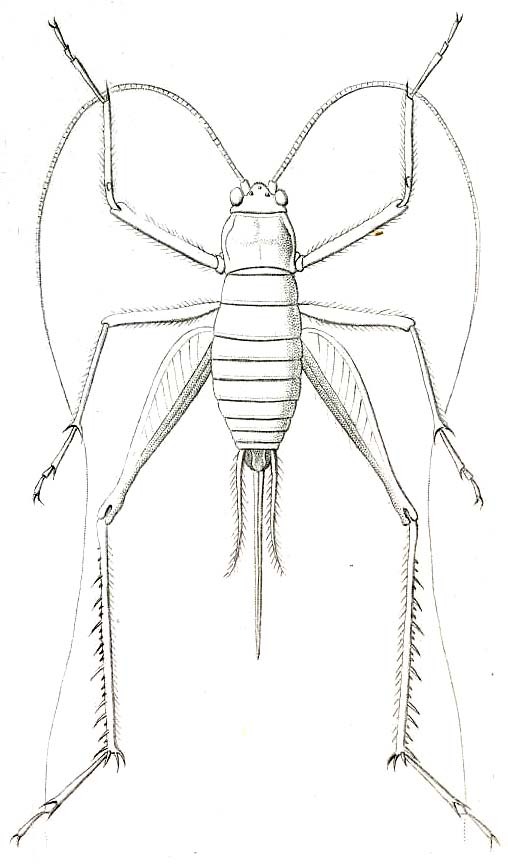 Amphiacusta azteca (Saussure, 1859): Pl. VIII, Fig. 39. female (as Amphiacusta mexicana). (Otu).