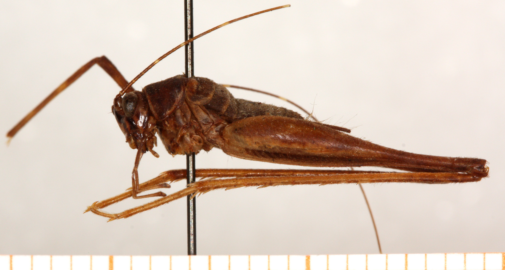 CollectionObject 1499412; 41011e69-3ec9-4ca2-8a32-1f21f728e10c: male, lateral view (holotype). (CollectionObject).