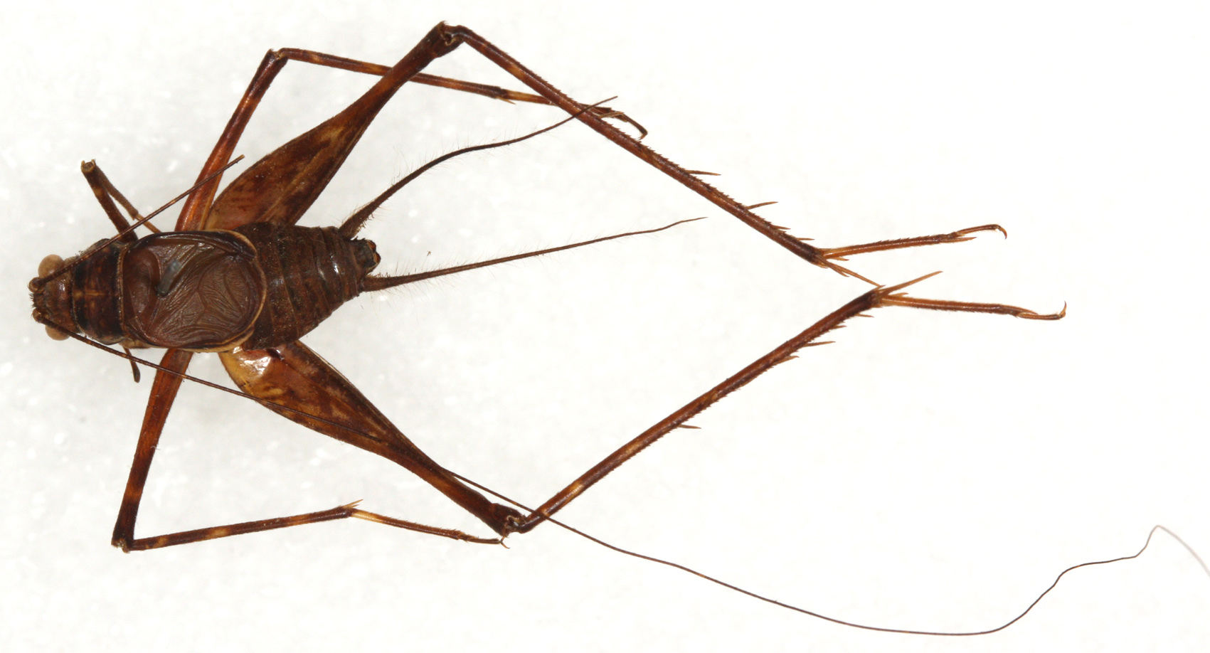 CollectionObject 1499406; 9056a924-e388-45ac-90d2-9385dd63ee97: male, dorsal view, including legs (holotype). (CollectionObject).