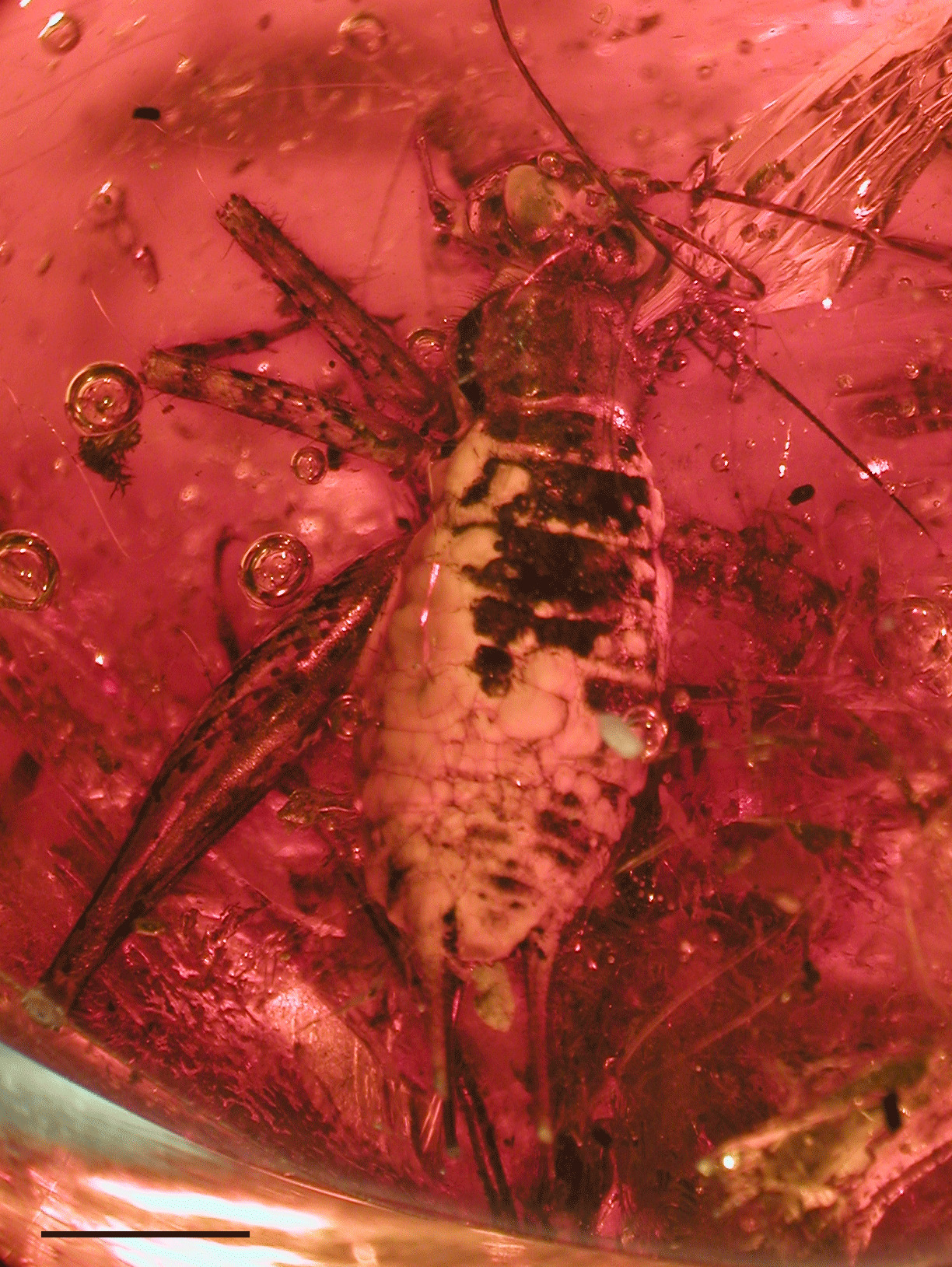 CollectionObject 1521601; AMNH AMNH DR-12-32, 283511c7-2e0a-479c-8c67-553fee490955: Araneagryllus dylani Heads, holotype female AMNH DR-12-32. Photomicrograph showing general habitus. Scale bar = 3 mm. (CollectionObject).