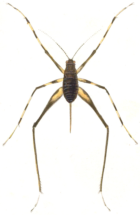 Phalangopsis longipes Serville, 1831: Pl. 12, Fig. 1. "Phalangopsis longipède" female nymph (22 mm without ovipositor). (Otu).