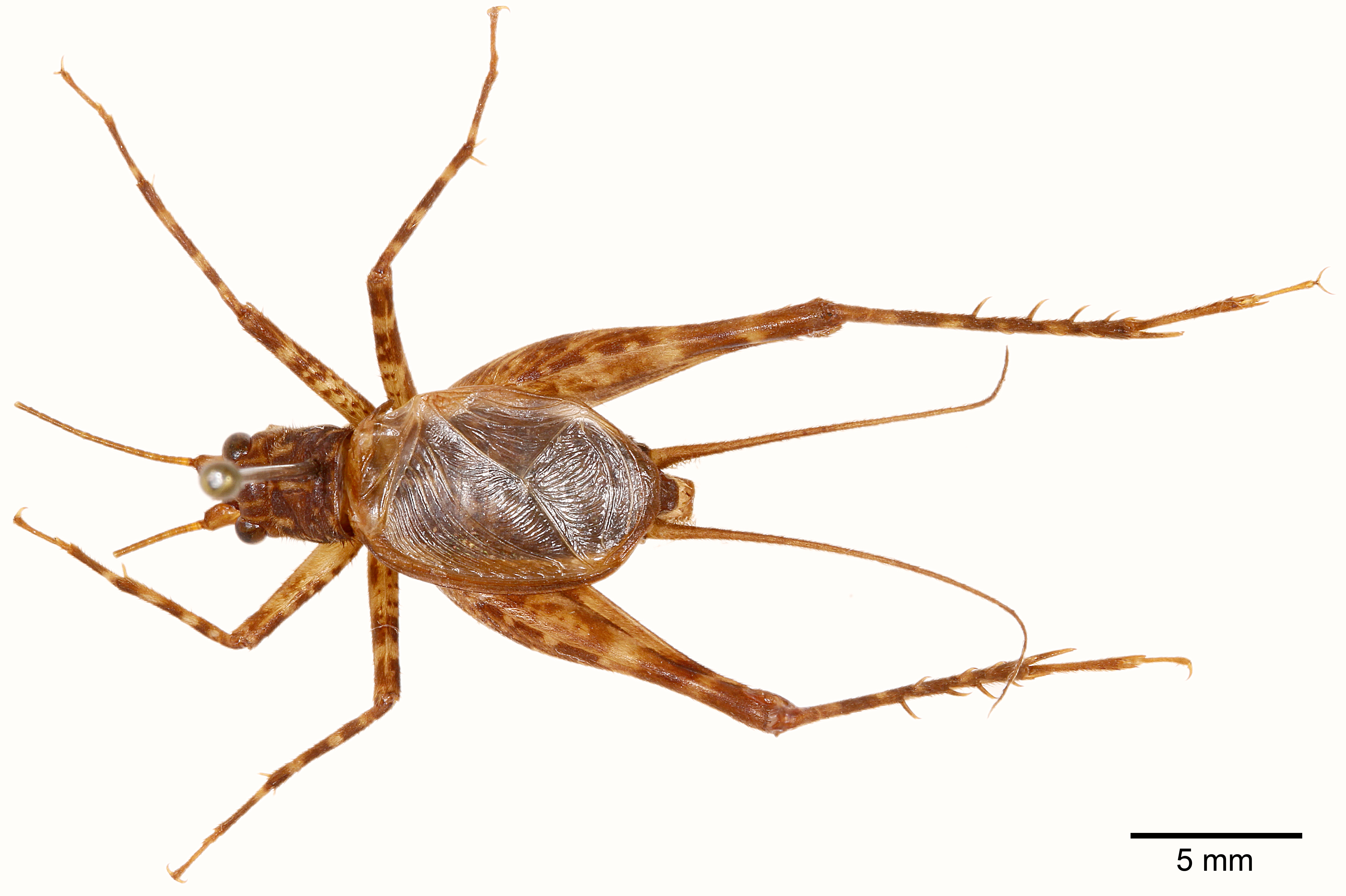 CollectionObject 1523748; 071e3a34-192a-494b-b3e3-841cb0e77d21: male, dorsal view (holotype). (CollectionObject).