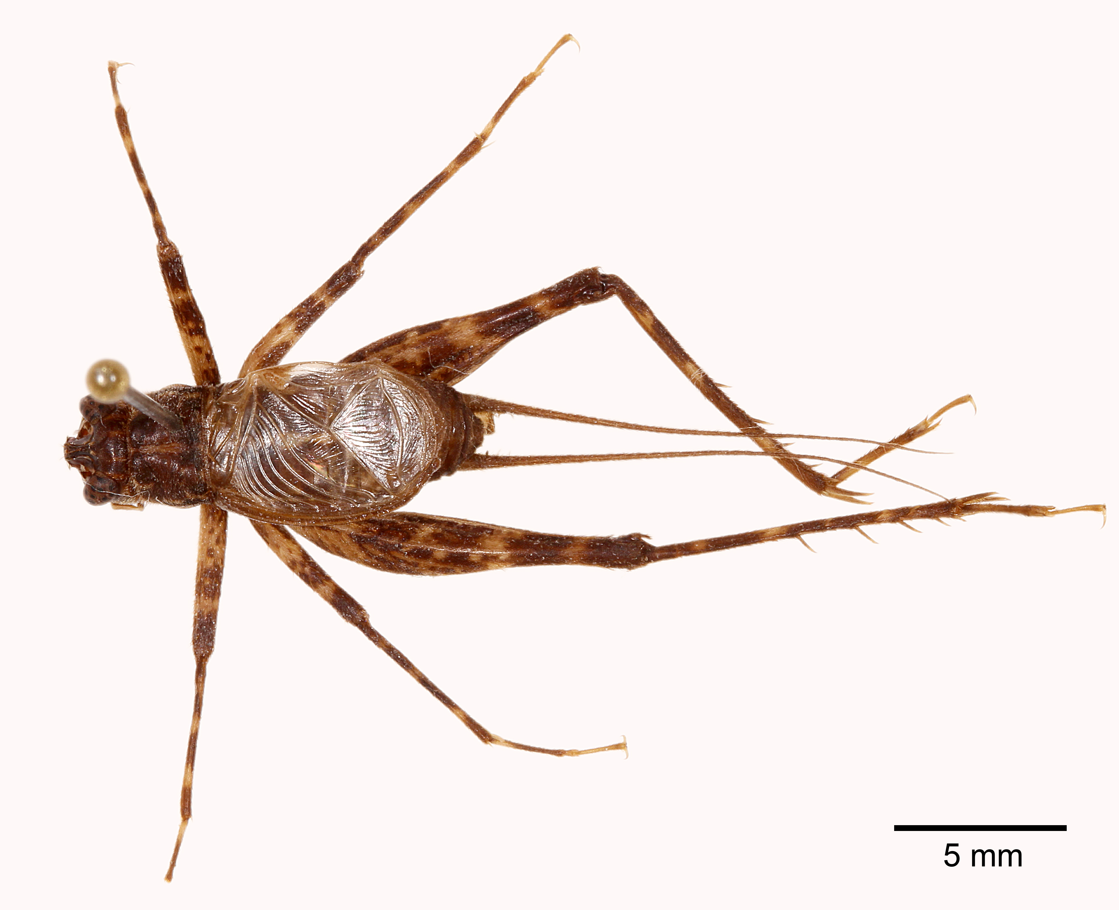 CollectionObject 1523750; 923d7aab-11c5-45ac-bff4-954e3d61f066: male, dorsal view (holotype). (CollectionObject).