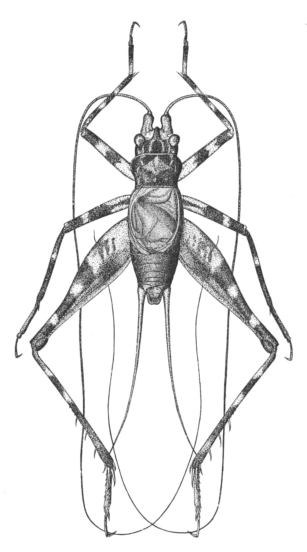 Aclodes maculatum (Caudell, 1918): Pl. 15, Fig. 1. male, dorsal view. (Otu).