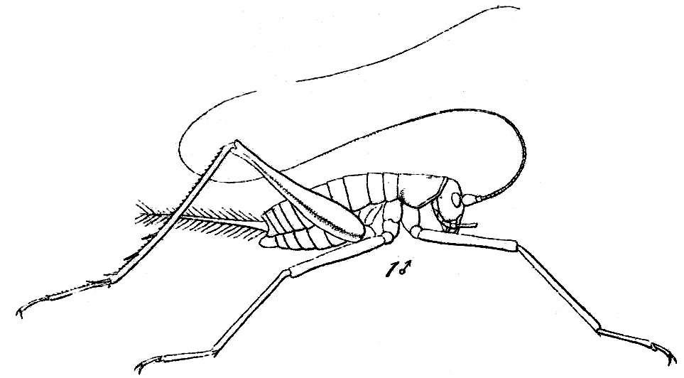 Otteius thoracicus (Saussure, 1874): Pl. 16, Fig. 44(1). male, lateral view. (Otu).