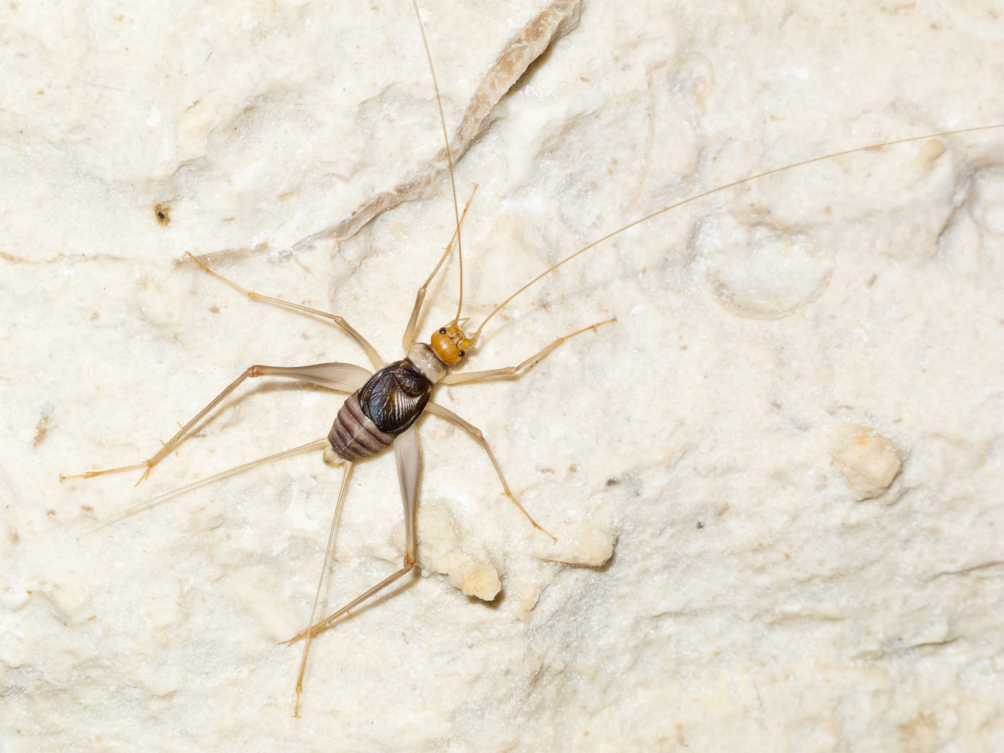 Socotracris kleukersi Felix & Desutter-Grandcolas, 2012: male in situ (cave Wadi Zerik, Socotra, Yemen). (Otu).