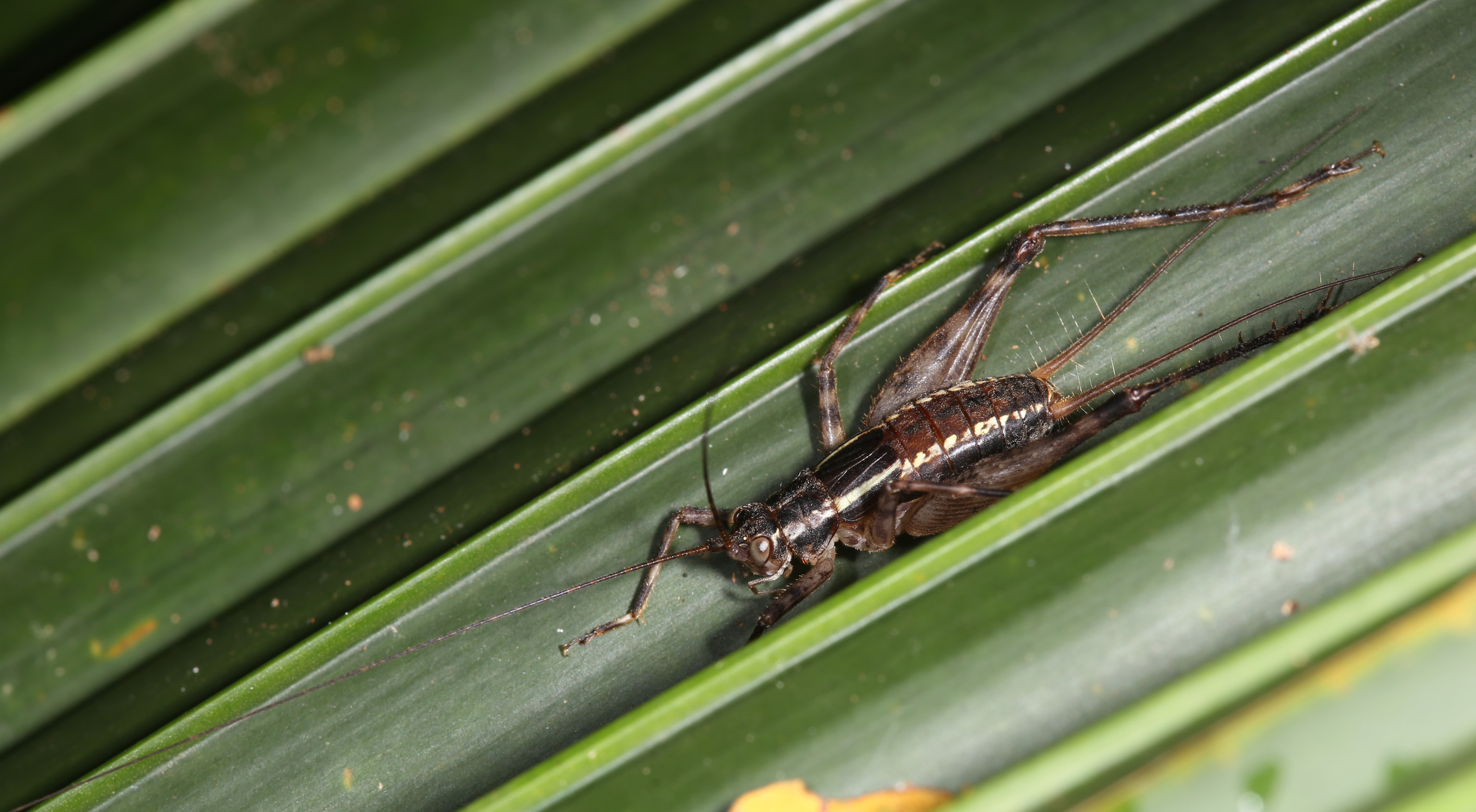 Seselia longicercata (Bolívar, 1912): 2013. male (Mahé). (Otu).