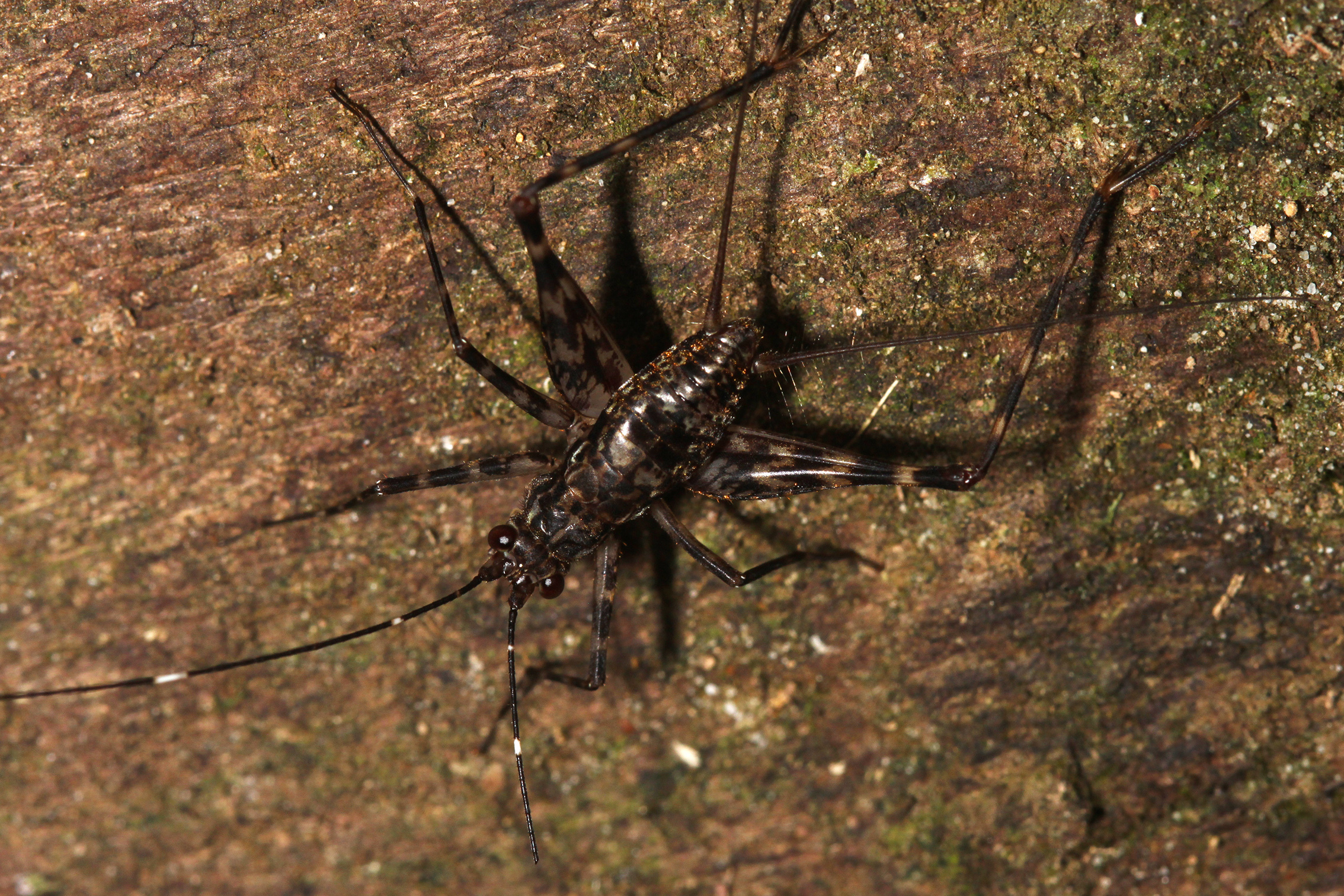 Luzonogryllus (Squamizacla) palawanensis Gorochov, 2006: male (Sandakan). (Otu).