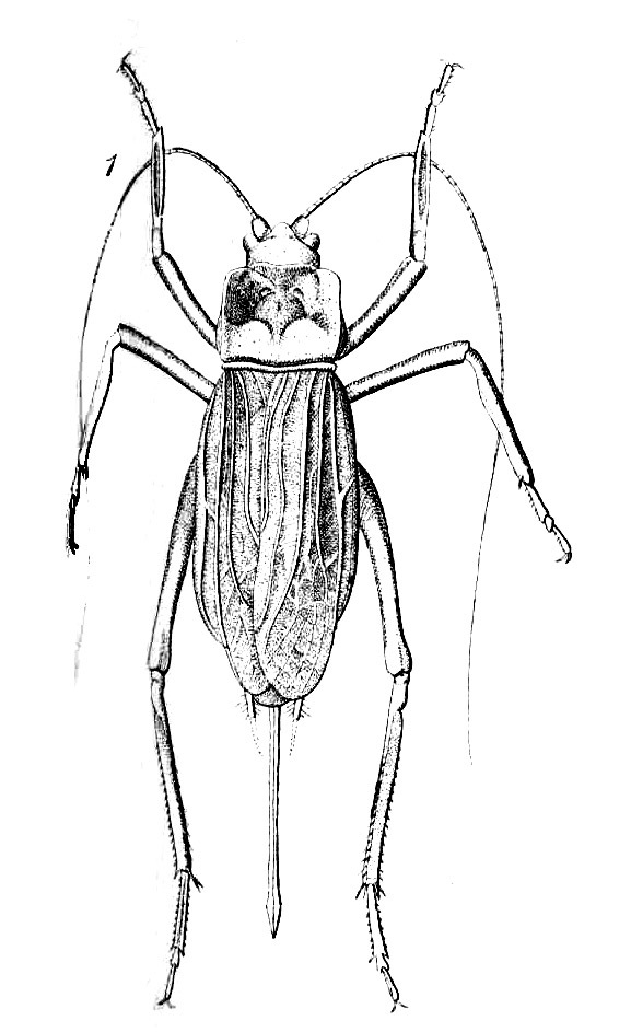 Cacoplistes (Cacoplistes) brunnerianus Saussure, 1877: Pl.15, Fig.32(1) Cachoplistus. female, dorsal view. (Otu).