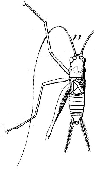 Endacusta australis Saussure, 1878: Pl. 16, Fig. 42(1). male, dorsal view. (Otu).