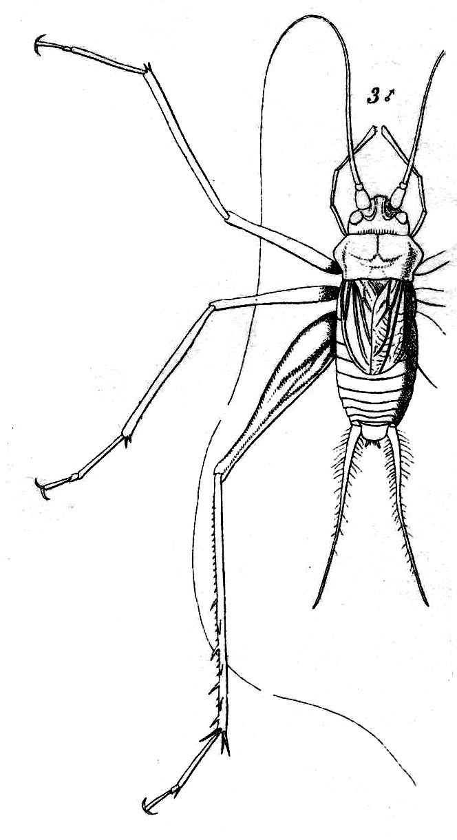 Phaeophilacris (Speluncacris) aranea Saussure, 1878: Pl.16, Fig.40(3). male. (Otu).