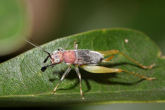 Phyllopalpus pulchellus Uhler, 1864: reproduced with permission. nymph (Chattahoochee National Recreation Area, Abbots Bridge, Georgia, USA, August 13 2003). (Otu).