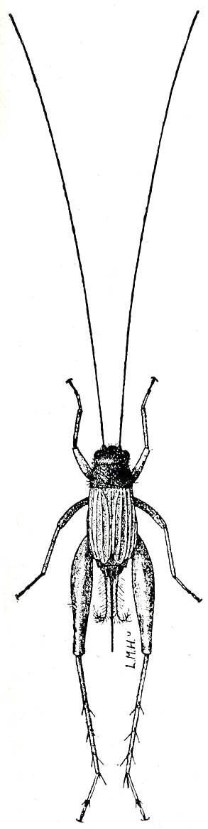 Anaxipha exigua (Say, 1825): Fig. 244 (after Lugger). female. (Otu).