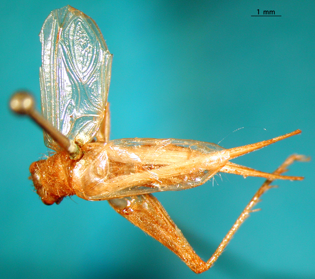 CollectionObject 1502407; 0bd18852-d7c8-4658-8cc6-5213217d8287: male, dorsal view ( syntype). (CollectionObject).