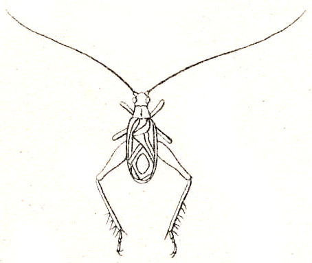 Homoeoxipha lycoides (Walker, 1869): Pl. VI, Fig. 77 a. male (Cyrtoxiphus ritsemae). (Otu).
