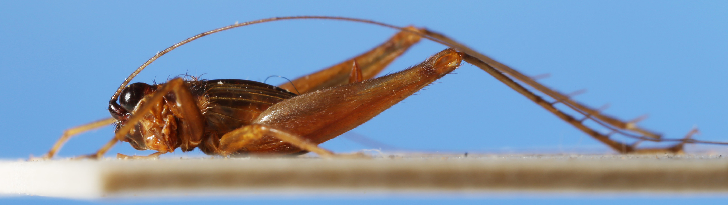 CollectionObject 1542592; 865ca083-8044-4fba-b7ea-eb7fcc2f6eba: 2013 Natural History Museum, London. female, lateral view (syntype). (CollectionObject).