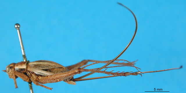 CollectionObject 1500796; 7c38f4bc-2f4f-4c73-8435-215164c7b0f4: female, lateral view (holotype of Piestodactylus longicauda). (CollectionObject).