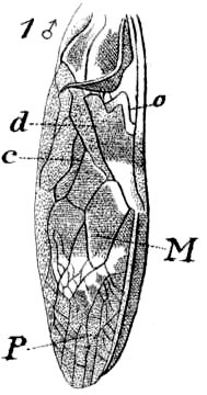 Cardiodactylus novaeguineae (Haan, 1844): Pl. 17, Fig.55(1). male, tegmen. (Otu).