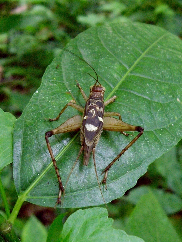 Cardiodactylus muiri Otte, 2007: www.biolib.cz/en/image/id244963. individual from Seram, Sawai (3 February 2012). (Otu).