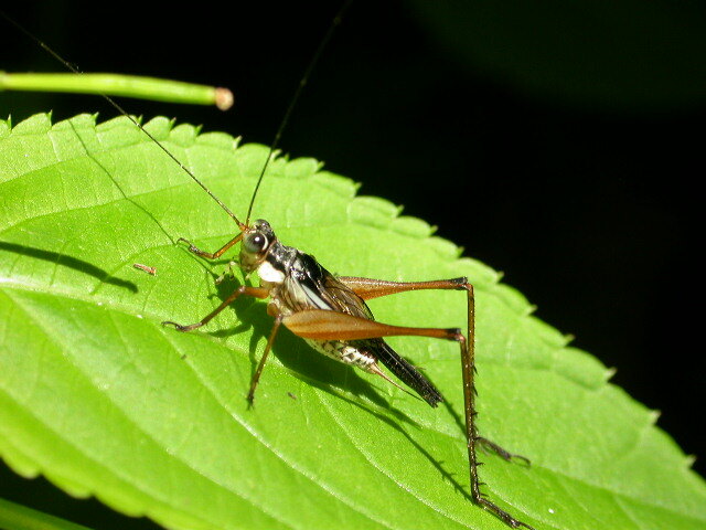 Nisitrus vittatus (Haan, 1844): male (Malaysia, Mount Kiara). (Otu).