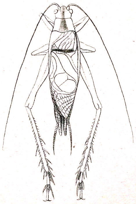 Xenogryllus transversus (Walker, 1869): Pl. VI, Fig. 79. male (body length 32 mm, tegmina 25 mm) (Dionymus calcaratus). (Otu).