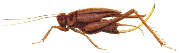 Eneoptera surinamensis (De Geer, 1773): Pl. 9, Fig. 1. female. (Otu).
