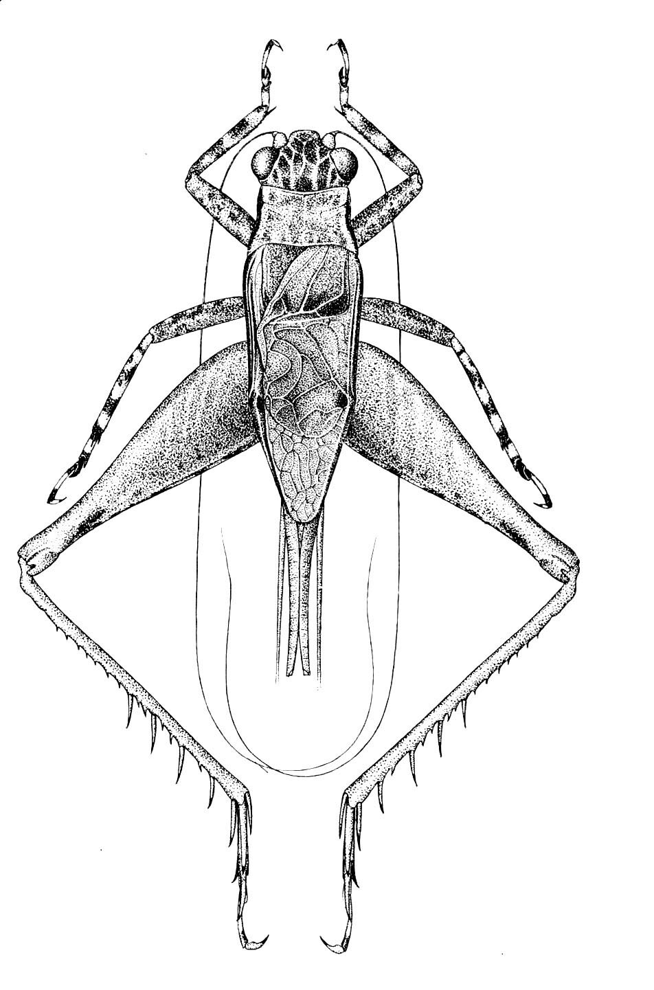 Ponca venosa Hebard, 1928: Pl. 24, Fig. 2 (after type). male, dorsal view, body length 16, pronotum 2.6 mm. (Otu).