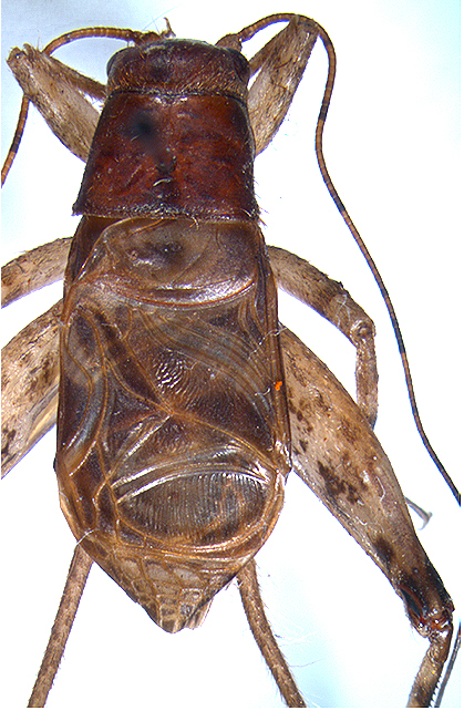 CollectionObject 1529310; b0bba01b-5950-4d49-930a-00d6f4177933: Holotype, dorsal habitus. (CollectionObject).