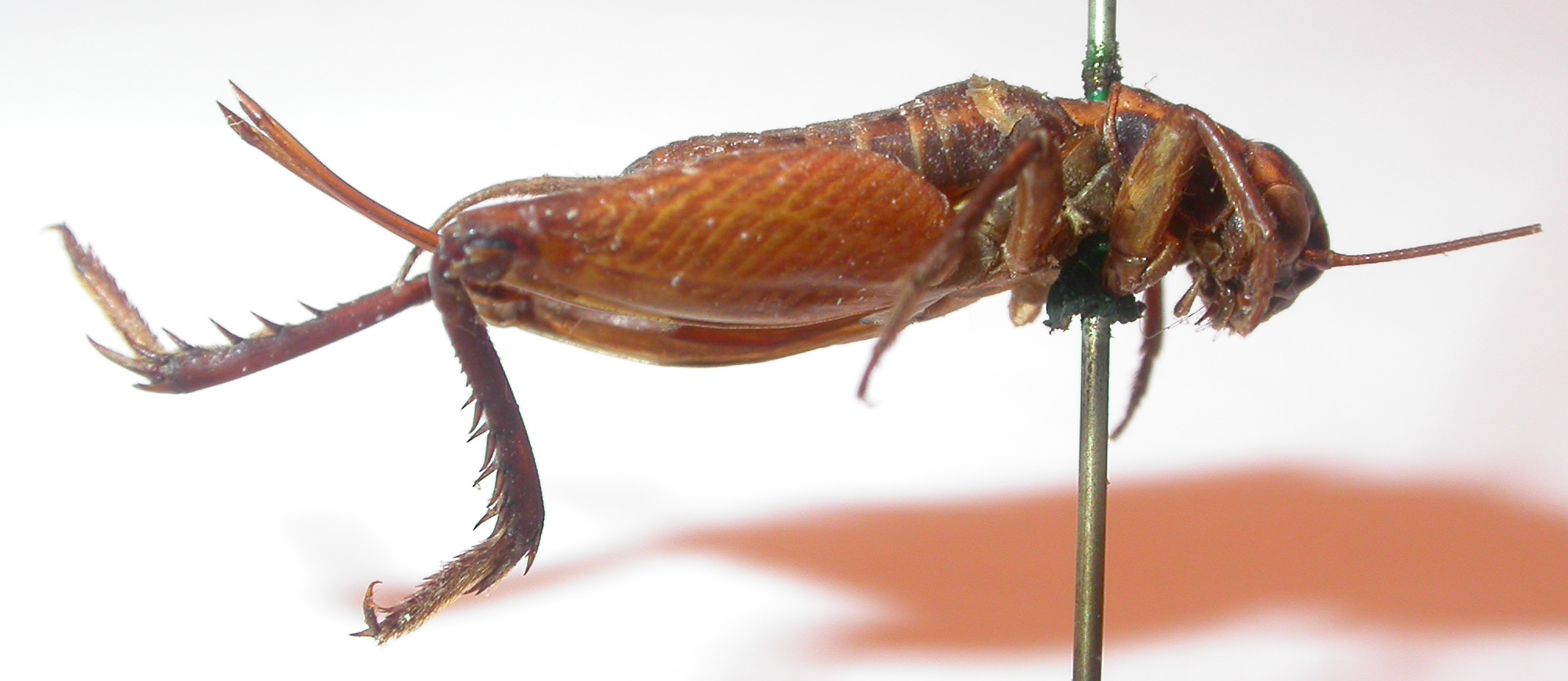 CollectionObject 1543568; 180713b1-60fa-4355-b480-366465c69e3f: female, lateral view (holotype). (CollectionObject).