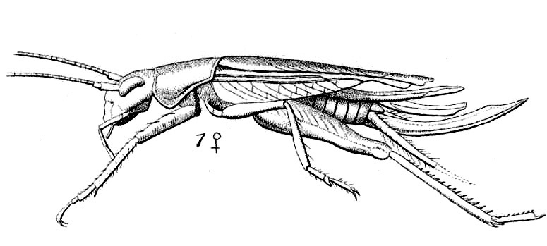 Pteroplistes (Pteroplistes) acinaceus Saussure, 1877: Pl.15, Fig.33(1). female, lateral view. (Otu).