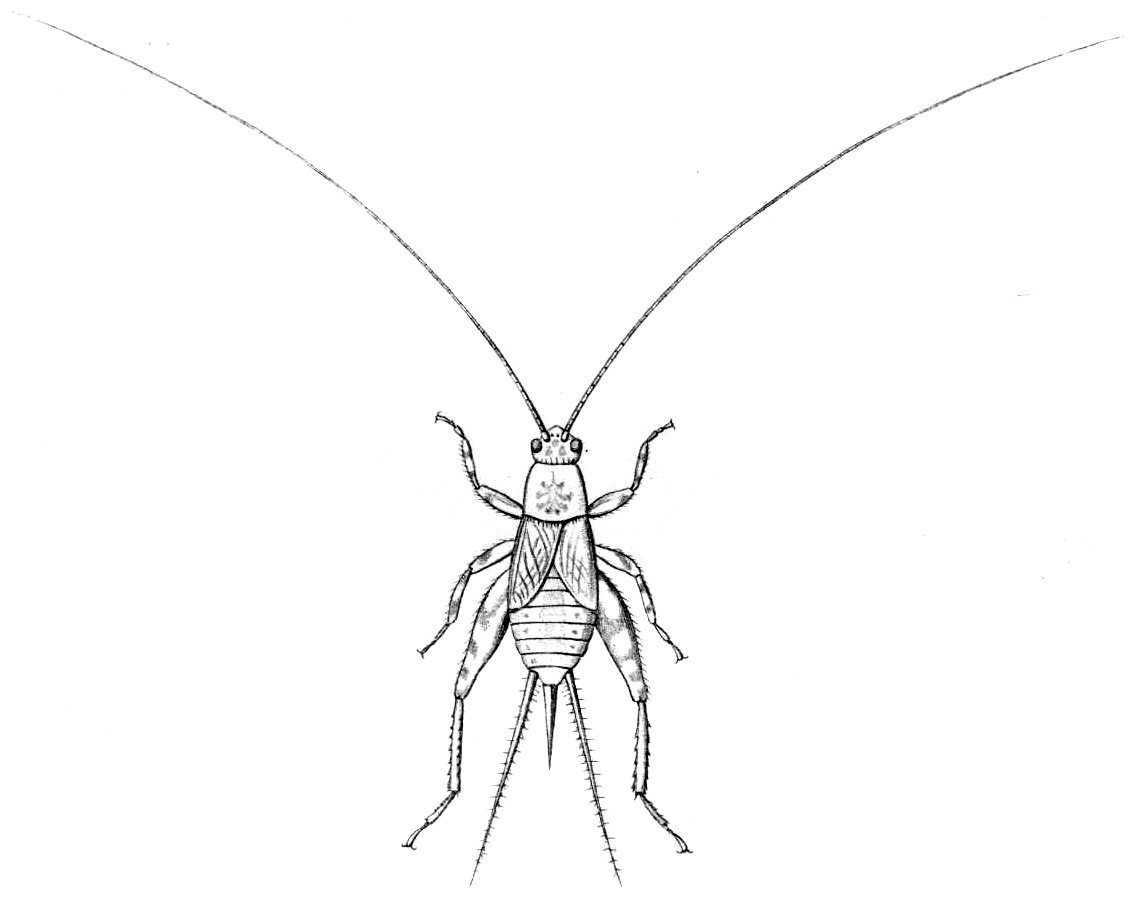 Pteroplistes (Pteroplistes) platycleis Bolívar, 1900: Fig. 26. female, dorsal view (body length 15 mm, pronotum 2.8 mm, tegmina 5.5 mm, hind femora 9 mm, ovipositor 6 mm). (Otu).