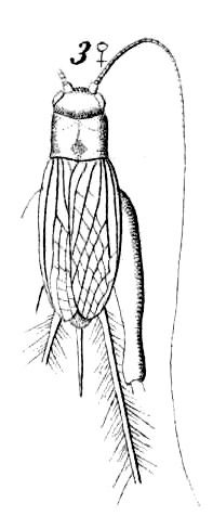 Pteroplistes (Pteroplistes) platyxiphus (Haan, 1844): Pl.15, Fig.33(3). female, dorsal view. (Otu).