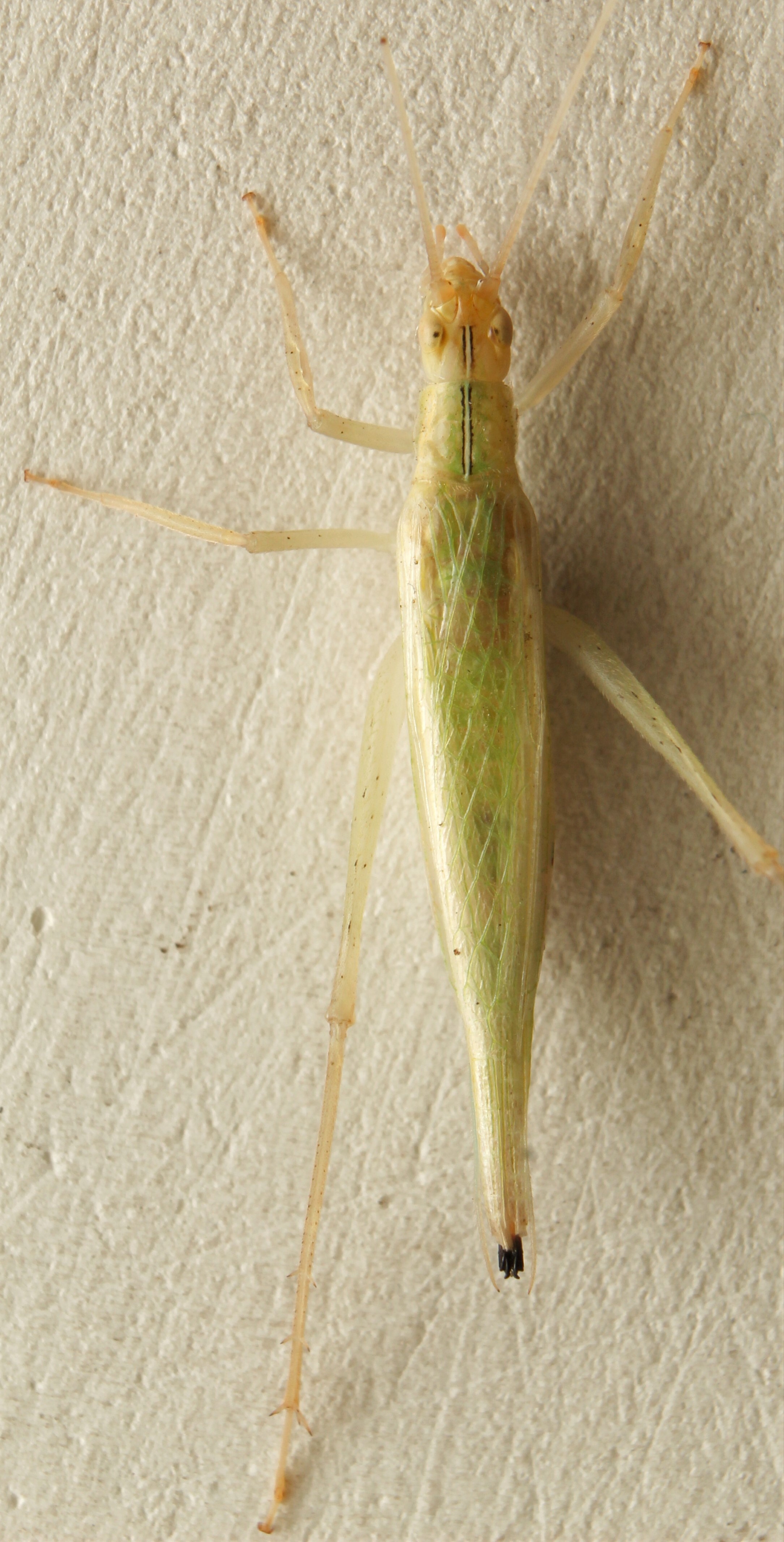 Oecanthus bilineatus Chopard, 1937: female, dorsal view (India, Jammu and Kashmir, Baramulla, Sopore, 24 August 2020). (Otu).
