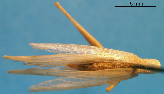 CollectionObject 1538309; 0d2272fd-255d-4a60-b1ad-08efd67211e5: female, dorsal view (holotype). (CollectionObject).