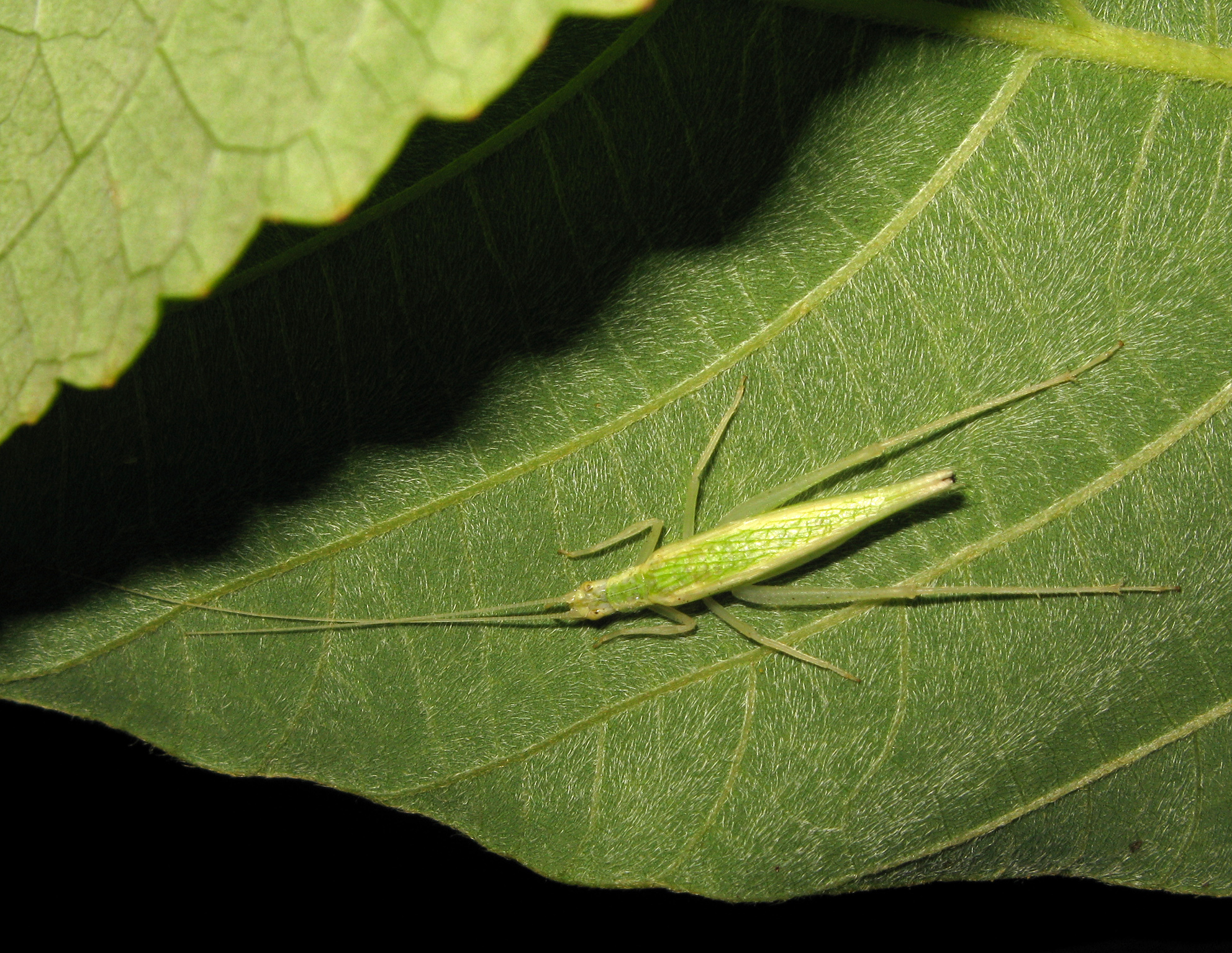 Oecanthus antennalis Liu, Yin & Xia, 1994: 2018. female (Taiwan, Kantoushan). (Otu).