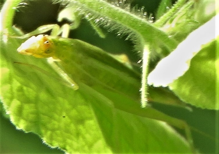 Oecanthus comma Walker, 1967: female (Paco's Reserva Natural de Flora y Fauna Silvestre, Sinaloa, Mexico, 24 September 2020). (Otu).