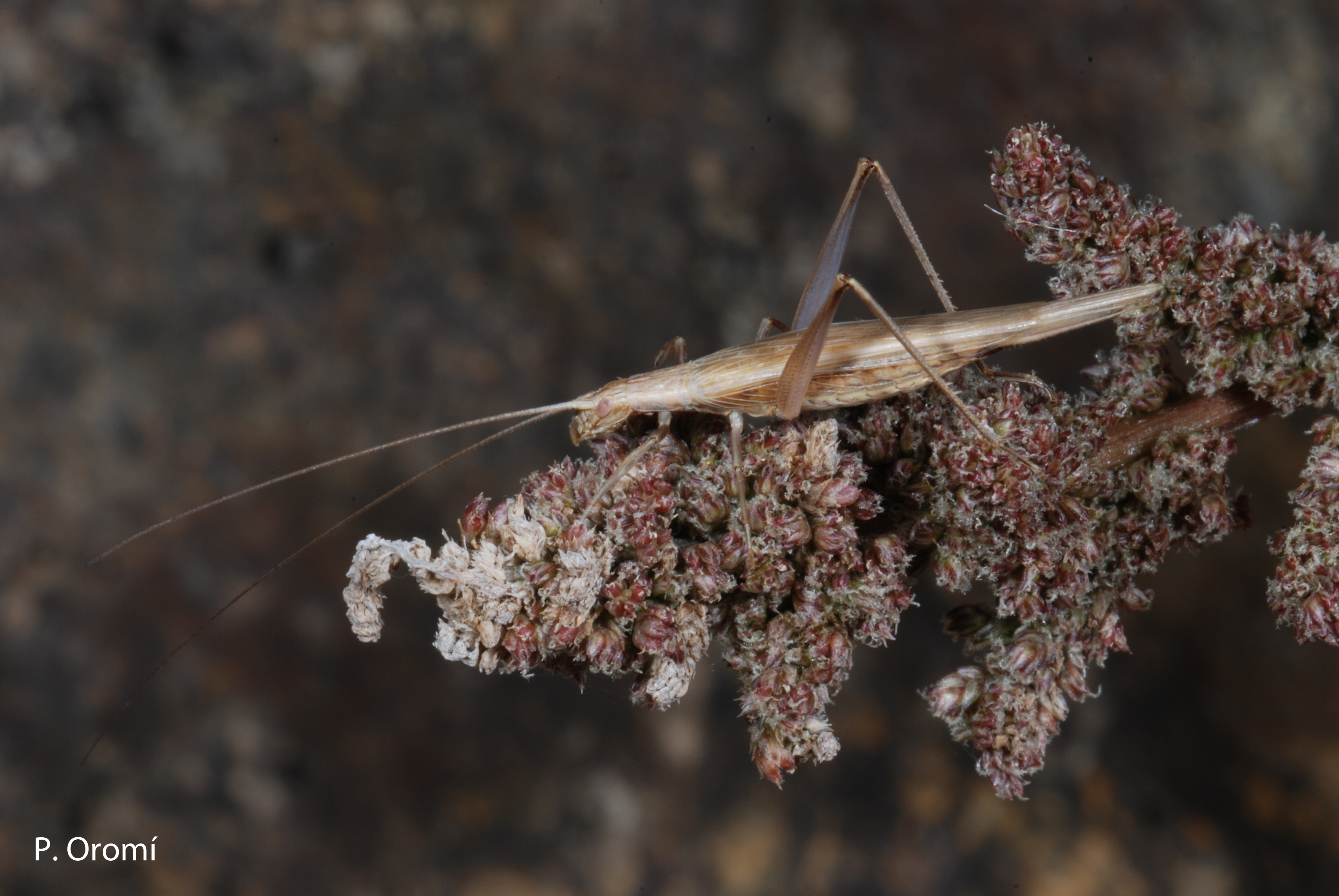 Oecanthus dulcisonans Gorochov, 1993: (Canary Islands). (Otu).